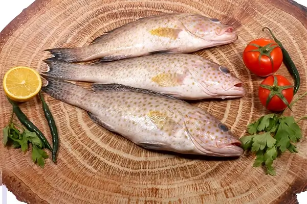 hamour fish benefits
