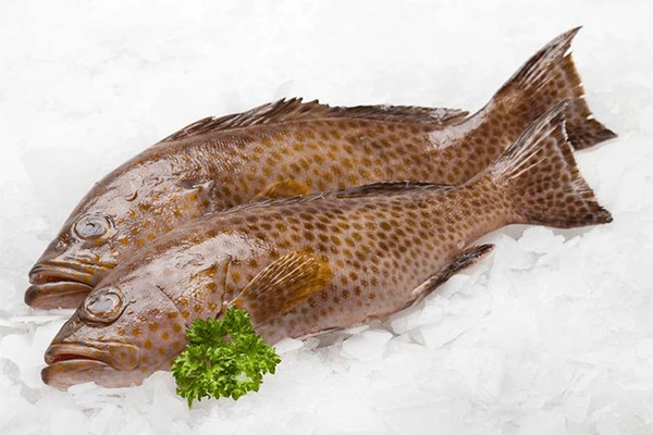 grouper fish benefits