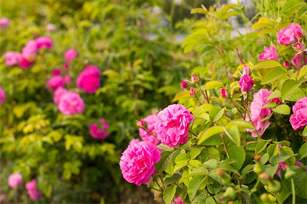 rose water advantages