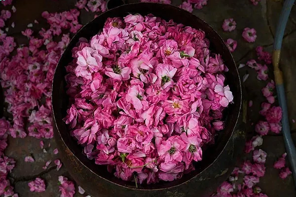 rose water for cooking