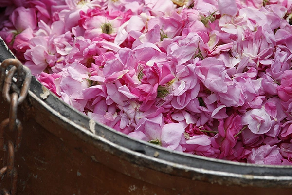 rose water benefits