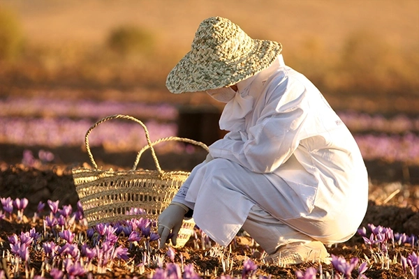 saffron plant
