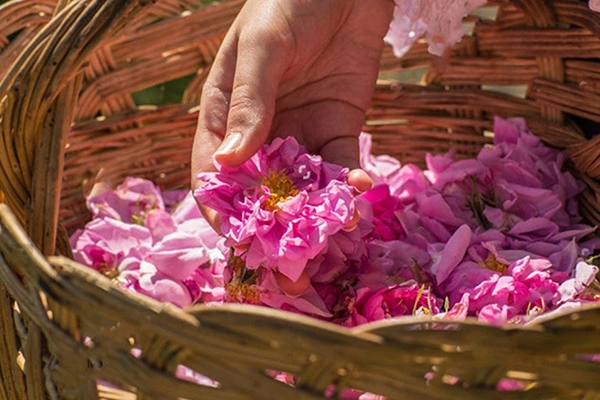 rose water benefits for face