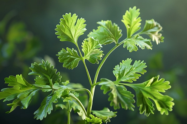 coriander benefits