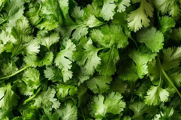 coriander benefits