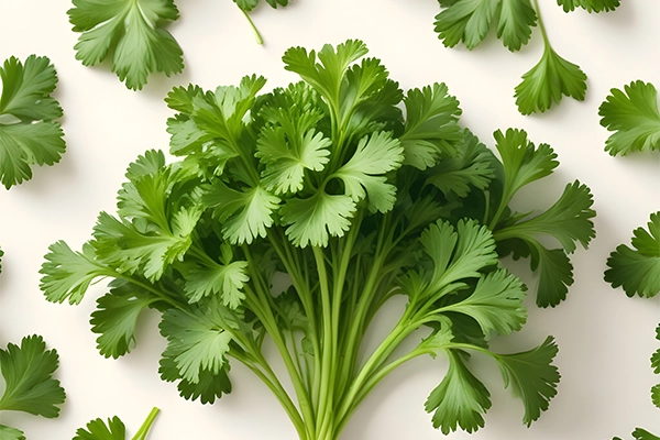 coriander benefits
