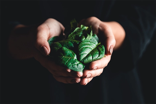 spinach nutrition