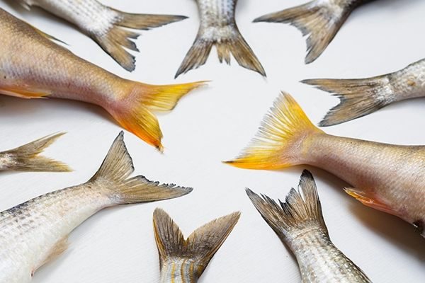 fish types for cooking
