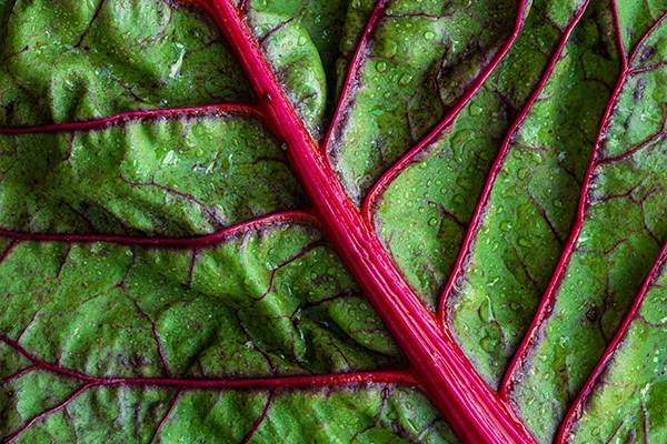 high protein vegetables