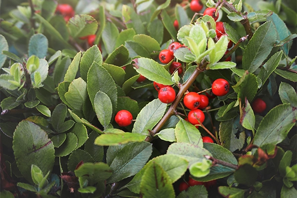 cranberry benefits