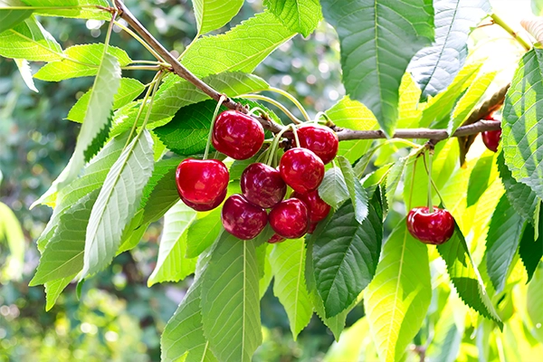 cherries benefits