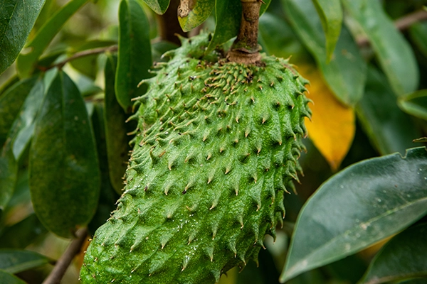 soursop benefits