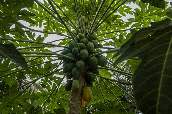 papaya benefits