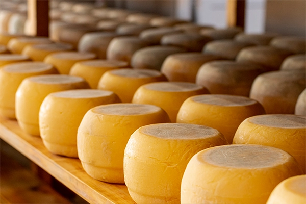 cheese for macaroni and cheese
