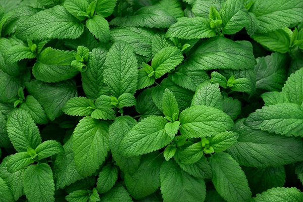 mint tea benefits