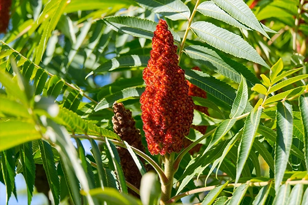 sumac benefits