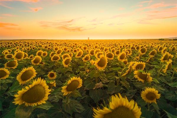 sunflower seeds nutrition facts